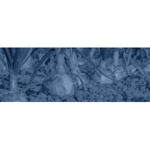 Trasplantadoras para cebollas