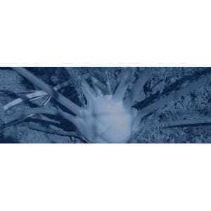 Trasplantadoras de hinojo