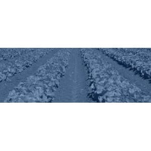 Trasplantadoras de lechuga