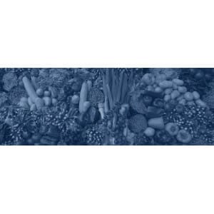 Trasplantadoras de plantones