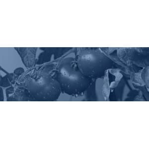 Trasplantadoras para tomates