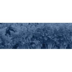 Trasplantadoras para apio