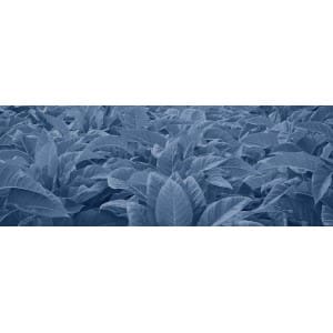 Trasplantadoras para tabaco