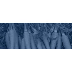 Transplantadora de zanahorias