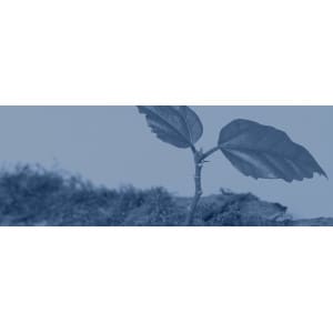 Transplantadora De Árboles Pequeños