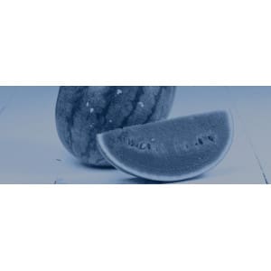 Transplantadoras de sandía