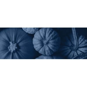 Transplantadoras de calabaza