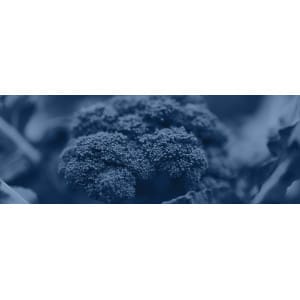 Transplantadoras de brócoli