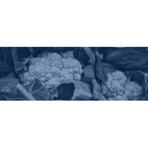 Transplantadoras de coliflor