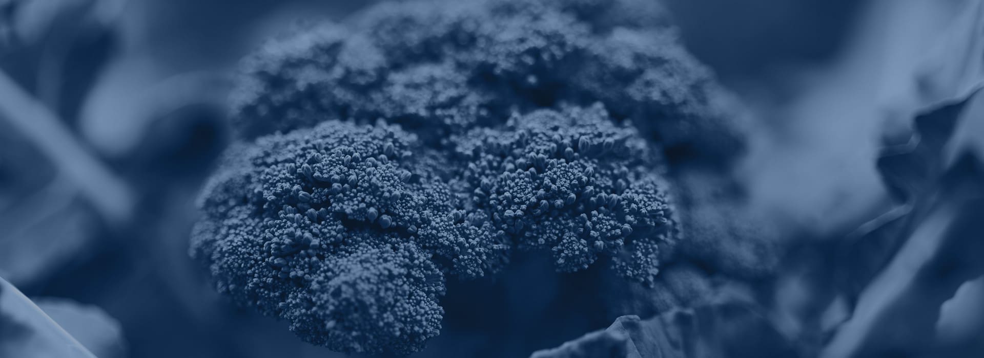 Trapiantatrici per broccoli